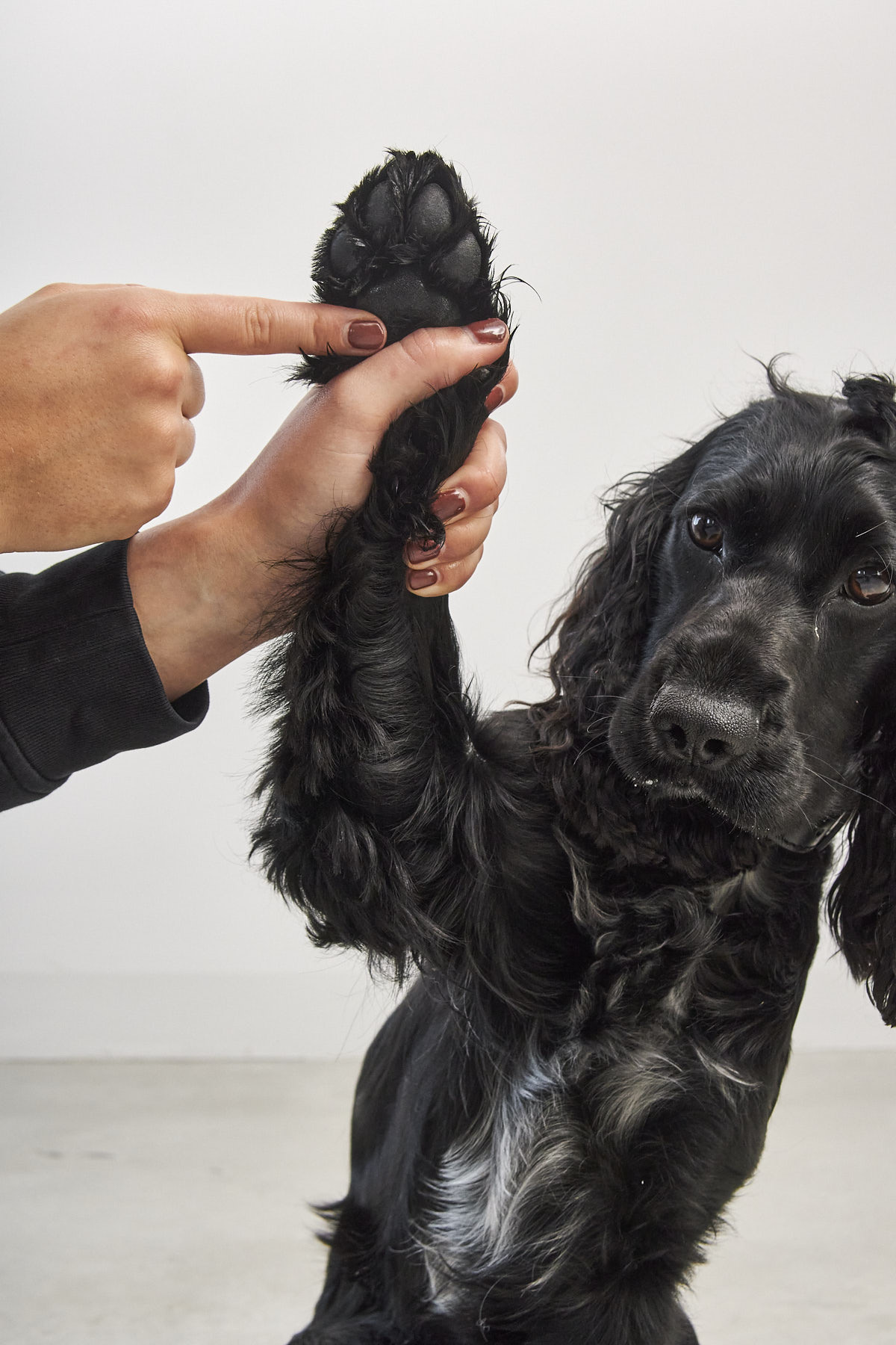 Pfotenbalsam ZAMPA – Bild 6