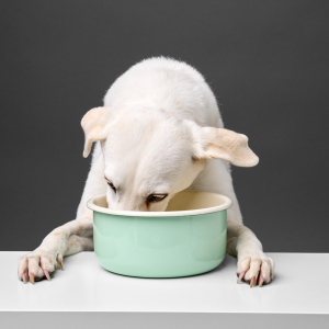 Alternative view of Hundenapf Granny - Pastell Green