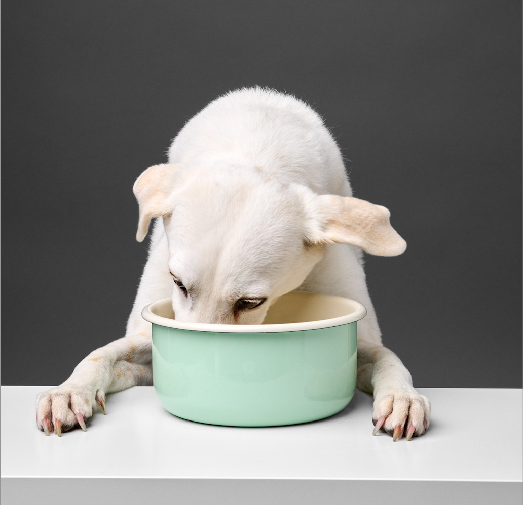 Hundenapf Granny - Pastell Green – Bild 2