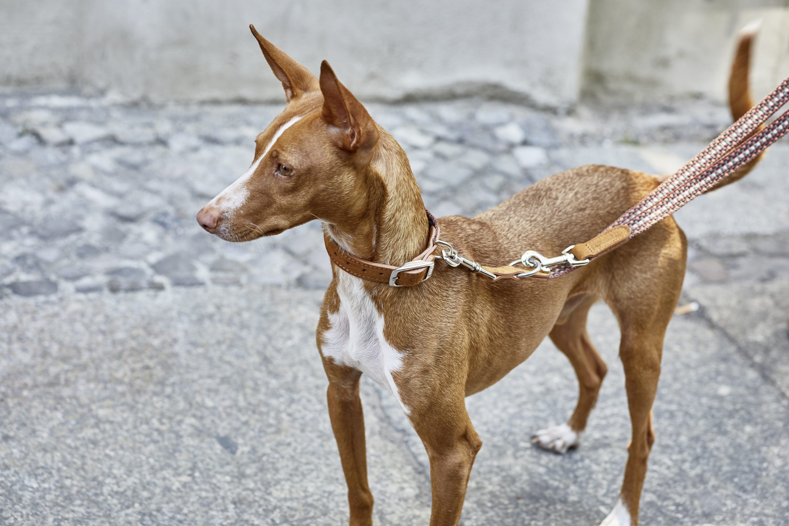 Hundeleine Prater Sunset – Bild 2