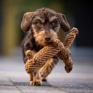 Alternative view of Kauspielzeug Diego Dackel